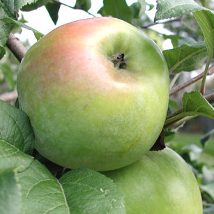 Rolund Apple