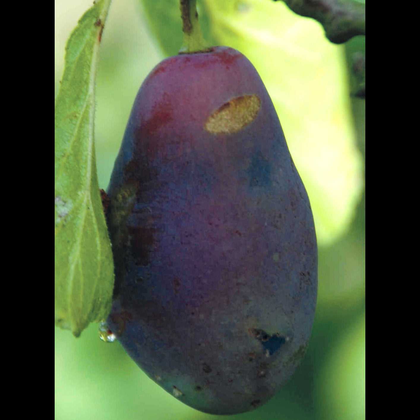 Ungarsk Sveske Plum